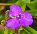 Tradescantia virginiana
