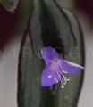 Tradescantia zebrina
