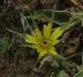 Tragopogon dubius