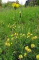 Tragopogon pratensis