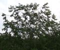 Trema orientalis
