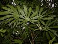 Trevesia palmata