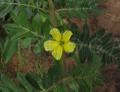 Tribulus terrestris