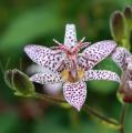 Tricyrtis hirta
