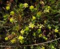 Trifolium dubium