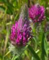 Trifolium purpureum