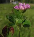 Trifolium tomentosum