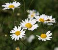 Tripleurospermum perforata