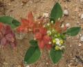 Tripodion tetraphyllum