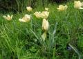 Tulipa linifolia