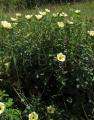 Turnera subulata