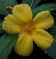 Turnera ulmifolia