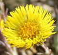 Tussilago farfara