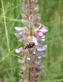 Uraria picta