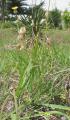 Urospermum picroides