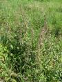 Urtica dioica