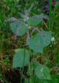 Urtica membranacea