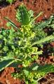 Urtica urens