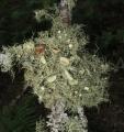 Usnea florida