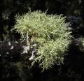 Usnea subfloridana