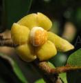 Uvaria ovata