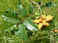 Uvaria ovata