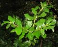 Vaccinium cylindraceum