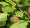 Vaccinium myrtillus