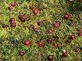 Vaccinium oxycoccos
