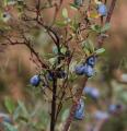 Vaccinium uliginosum