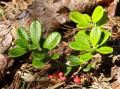 Vaccinium vitis-idaea