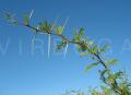 Vachellia karroo