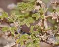 Vachellia tortilis