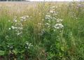 Valeriana officinalis
