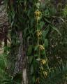 Vanilla planifolia