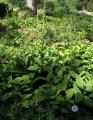 Veratrum album