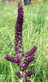 Veratrum nigrum