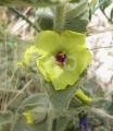 Verbascum eremobium