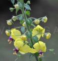 Verbascum levanticum