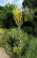 Verbascum pulverulentum