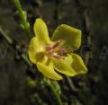 Verbascum sinuatum