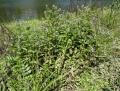 Veronica anagallis-aquatica