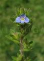 Veronica arvensis