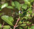 Veronica beccabunga