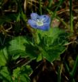 Veronica persica