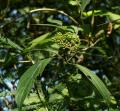 Viburnum cylindricum