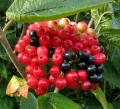Viburnum lantana