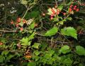 Viburnum opulus