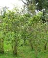 Viburnum tinus