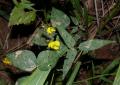 Vigna reflexopilosa